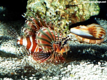 On patrol lionfish