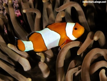 Percula clownfish