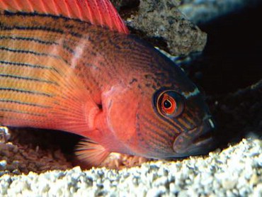 Ochi De Peste