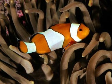 Nemo