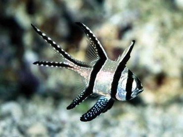 Fishes