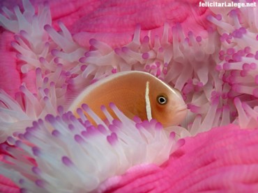 Pink anemonefish