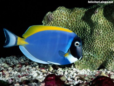Powder blue tang