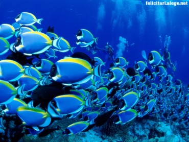 Powder blue tangs