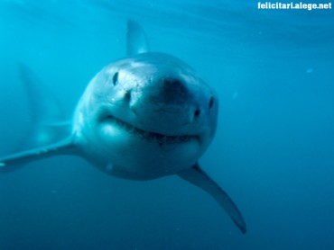 Predator shark