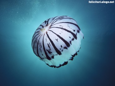 Purple Jellyfish