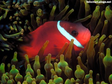 Red Anemonefish