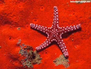 Red Starfish