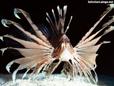 Red Volitans Lionfish