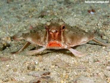 Red-Lipped Batfish