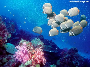 Fishes