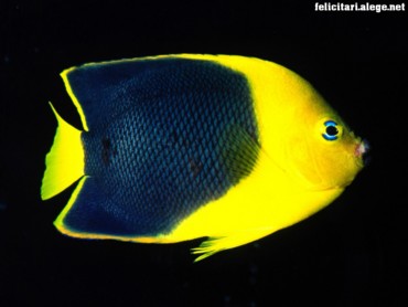 Rock Angelfish