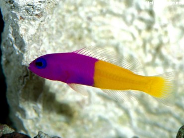 Royal Dottyback