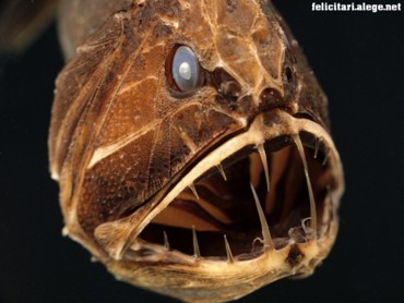 Savage of the deep