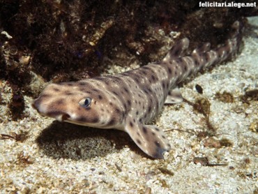 Sell Shark