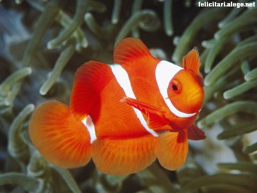 Spine Anemonefish