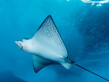 Spotted eagle ray