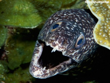 Spotted morey eel