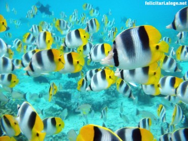 Tropical fish