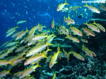 Fishes