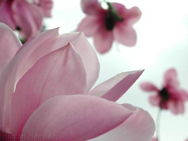 Magnolia Flower
