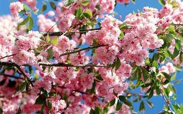 Spring