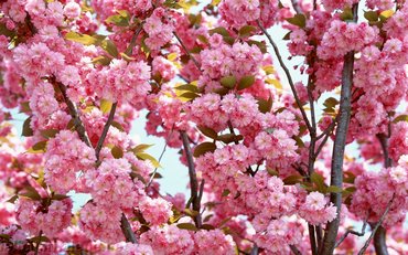Pink Bloom