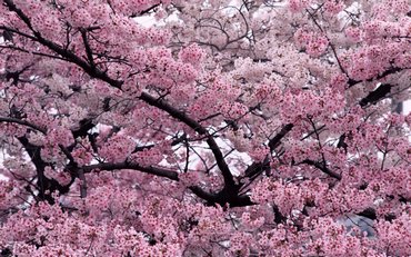 Tree In Bloom