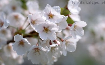 Flori De Pomi Fructiferi