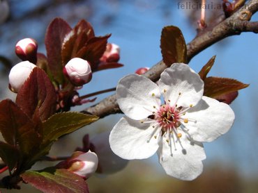Flori De Prun