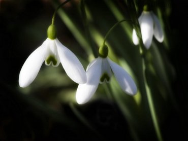 Spring