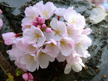 Spring