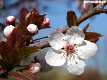 Plum Blossoms
