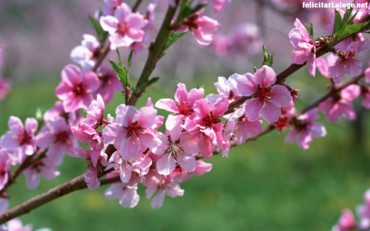 Spring Branch