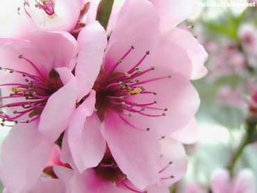Spring flowers