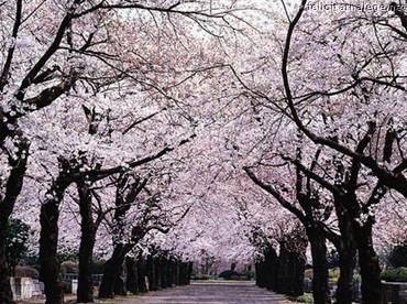 Spring In Park