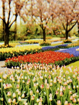 Spring Tulips