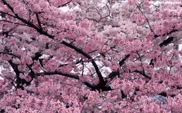 Tree in Bloom