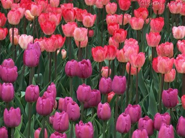 Tulips Spring