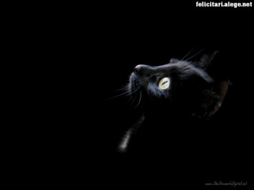 Cats & Kittens