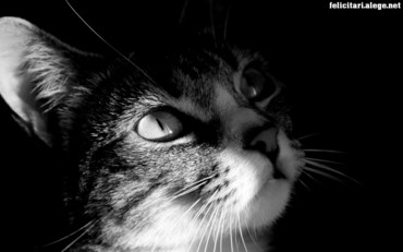 Cat head