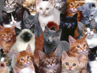 Cats & Kittens