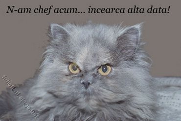 Cats & Kittens