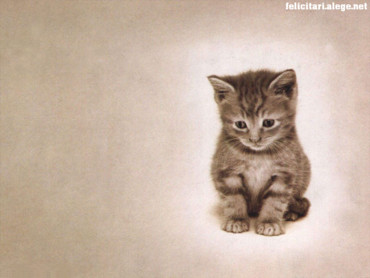 Cats & Kittens