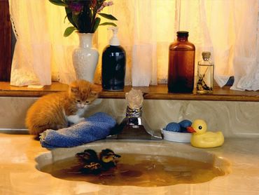 Cats & Kittens