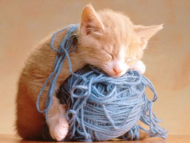 Cats & Kittens