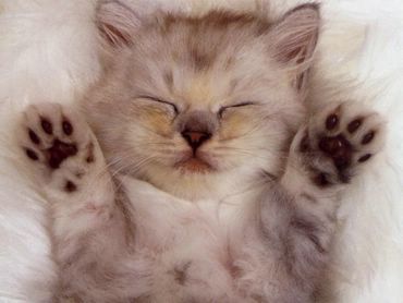 Cats & Kittens