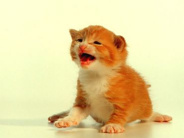 Cats & Kittens