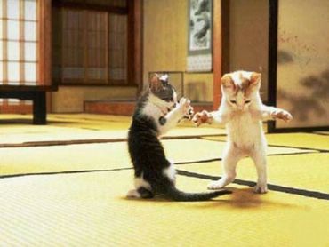 Pisici Kung-fu