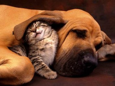 Cats & Kittens